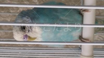 保護鳥の写真