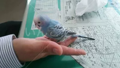 保護鳥の写真