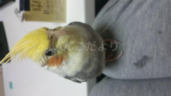 迷い鳥の写真
