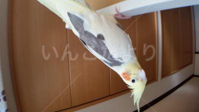 迷い鳥の写真
