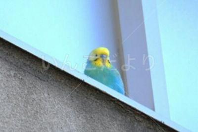 迷い鳥の写真