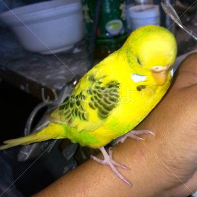 保護鳥の写真