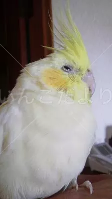 保護鳥の写真