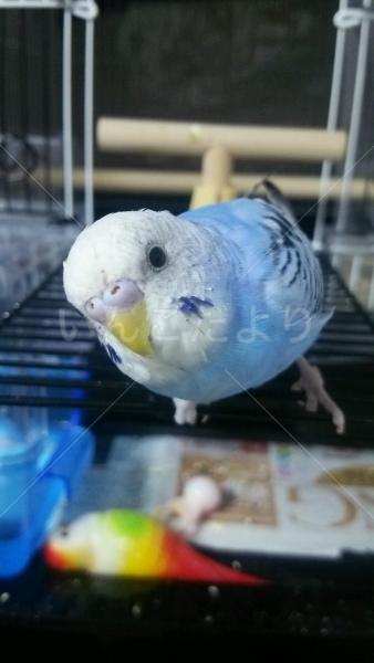 迷い鳥の写真