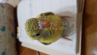 迷い鳥の写真