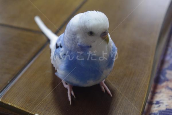 迷い鳥の写真