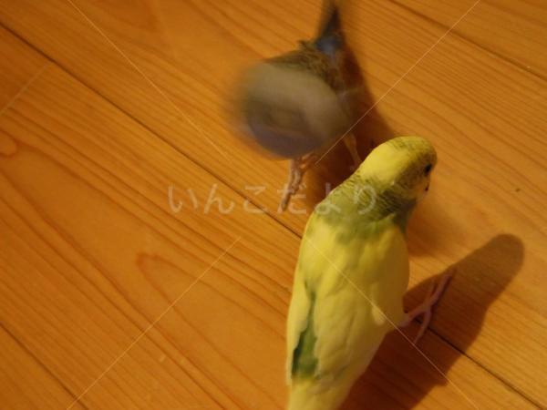 迷い鳥の写真