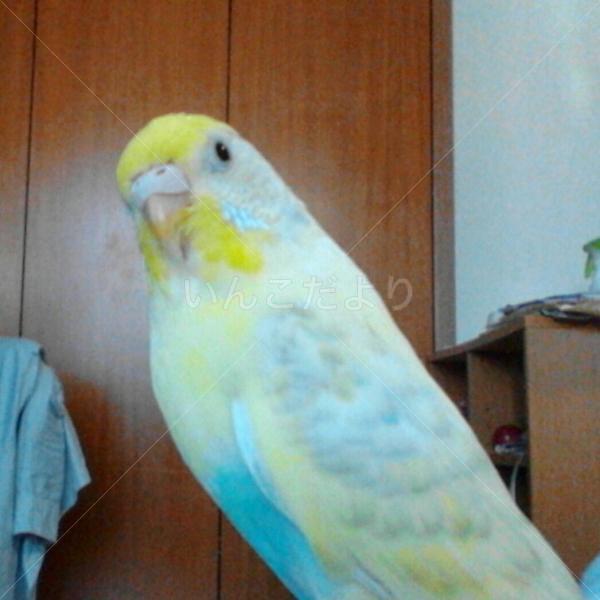 迷い鳥の写真