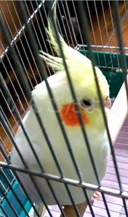 迷い鳥の写真