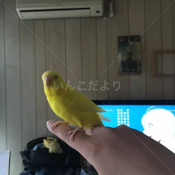 保護鳥の写真