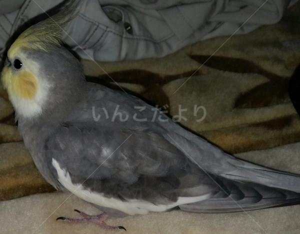 迷い鳥の写真