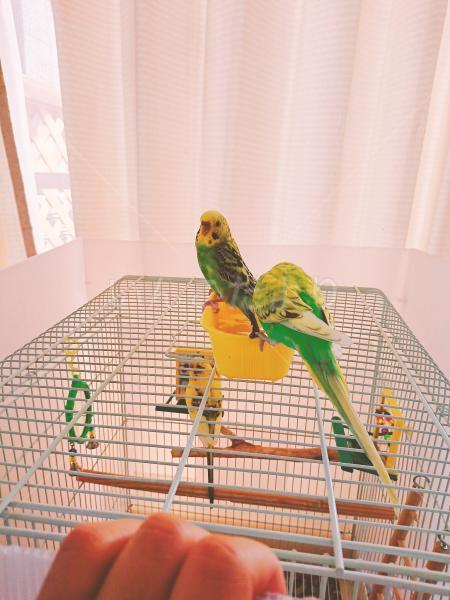 迷い鳥の写真
