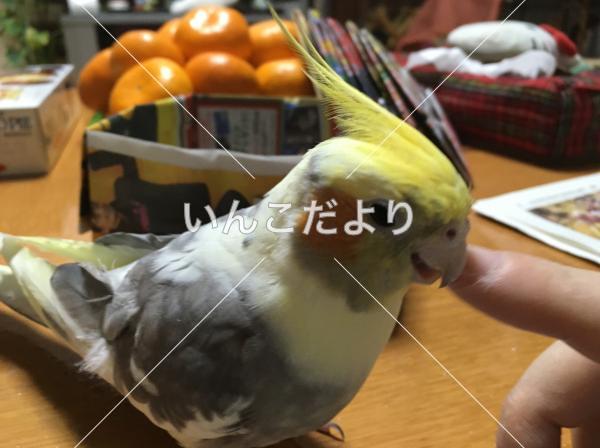 迷い鳥の写真