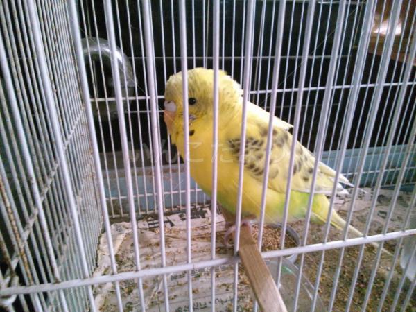 保護鳥の写真