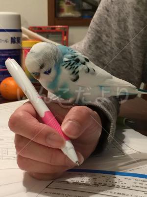 迷い鳥の写真