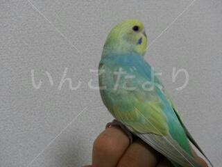 迷い鳥の写真