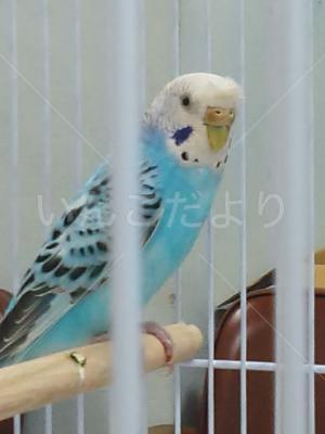 保護鳥の写真