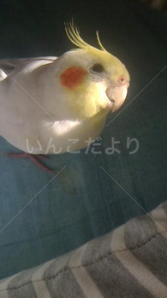 迷い鳥の写真