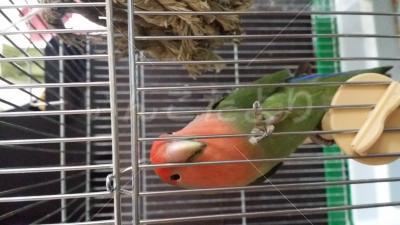 保護鳥の写真