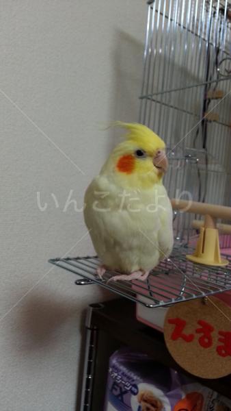 迷い鳥の写真