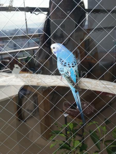 迷い鳥の写真