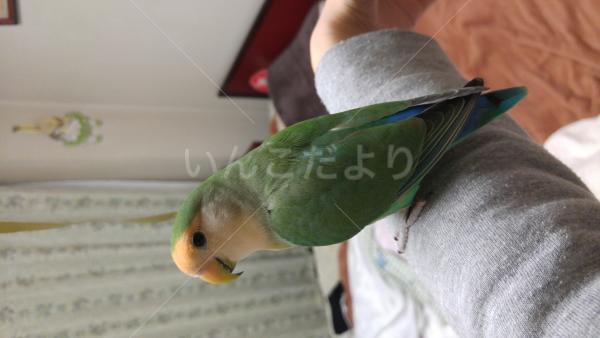 迷い鳥の写真