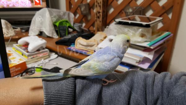 迷い鳥の写真