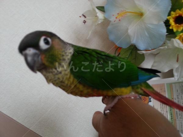 保護鳥の写真