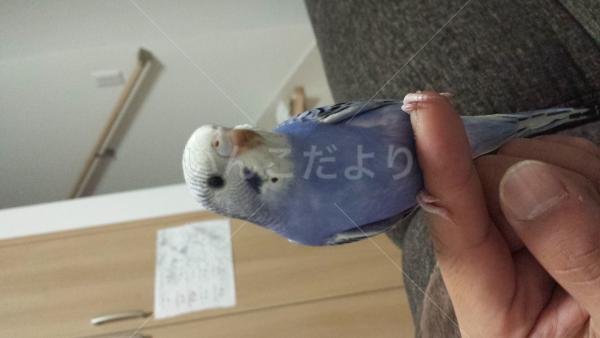 迷い鳥の写真