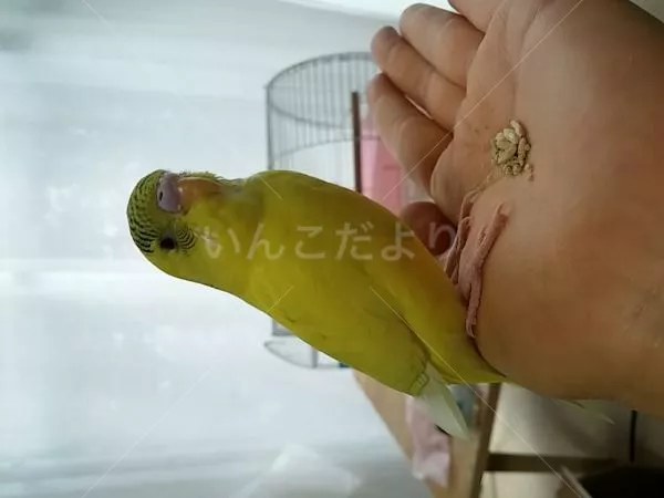保護鳥の写真