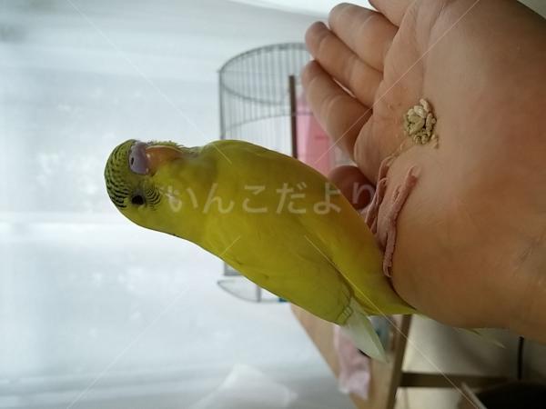 保護鳥の写真