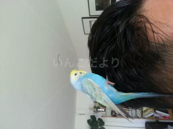 保護鳥の写真