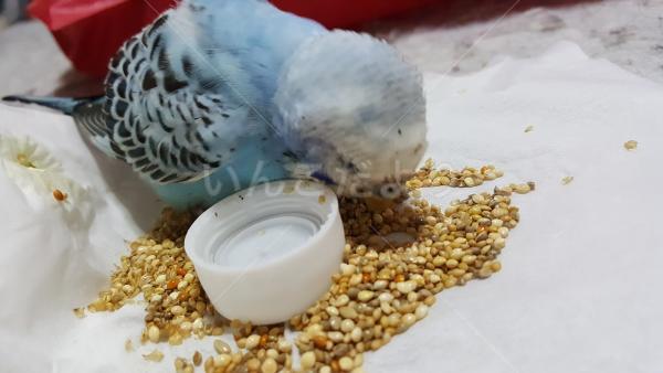 保護鳥の写真
