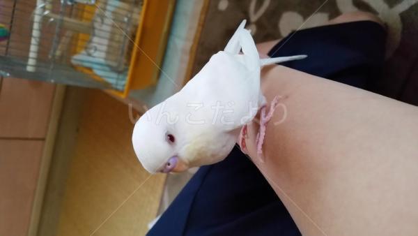 迷い鳥の写真