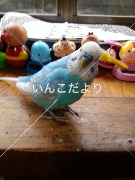 迷い鳥の写真