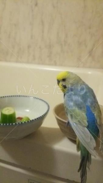 保護鳥の写真