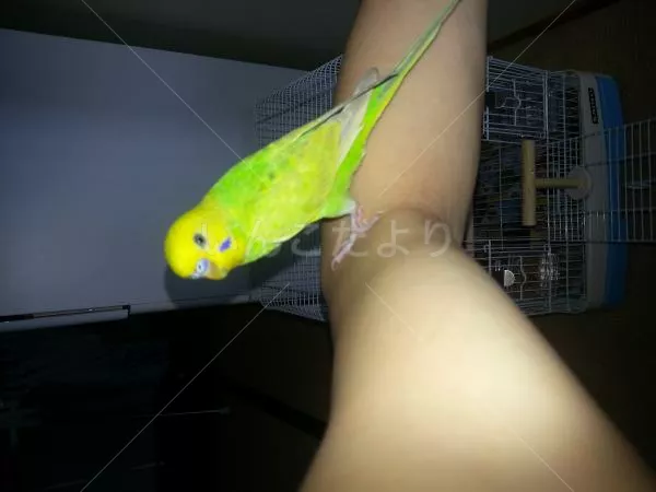 保護鳥の写真