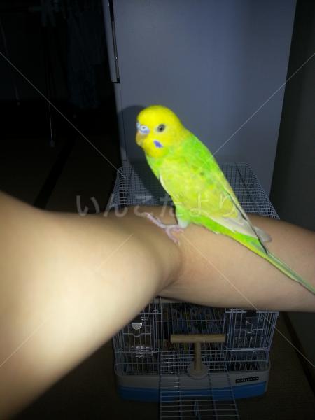 迷い鳥の写真