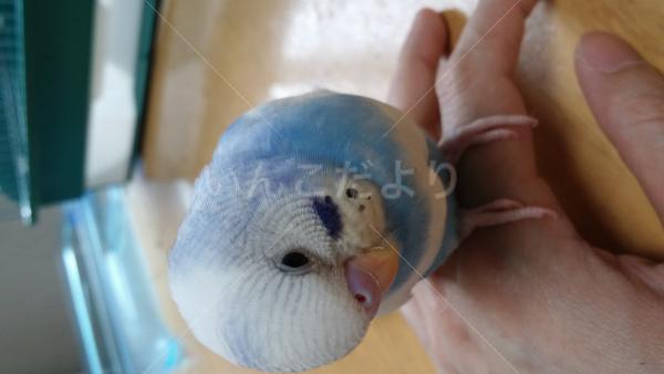 迷い鳥の写真