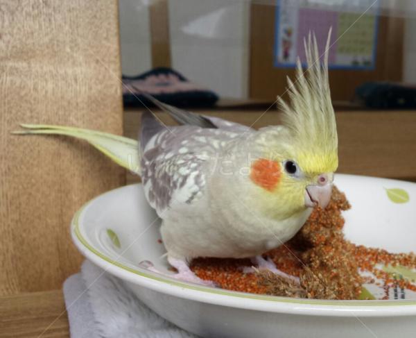 迷い鳥の写真