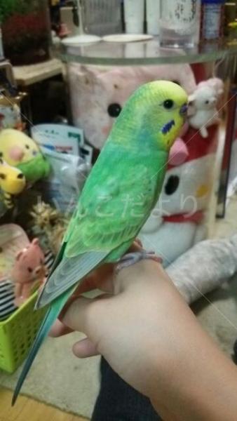 迷い鳥の写真