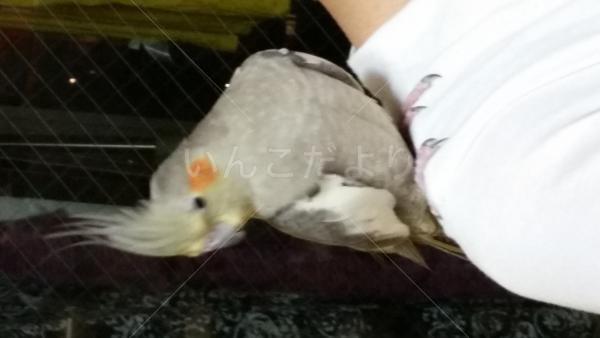 保護鳥の写真