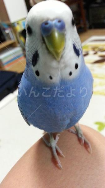 迷い鳥の写真