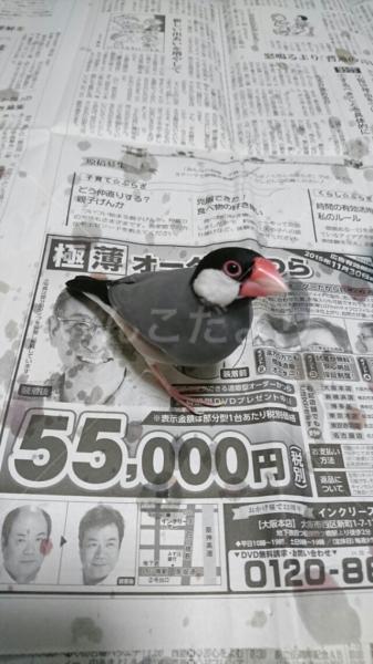 迷い鳥の写真