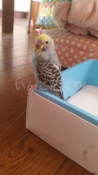 迷い鳥の写真