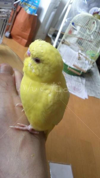 迷い鳥の写真