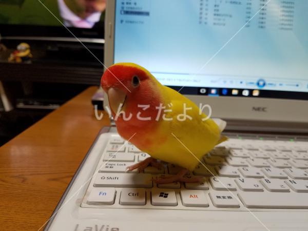 迷い鳥の写真