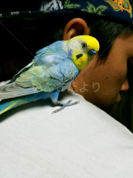 迷い鳥の写真
