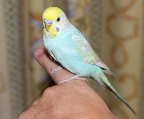 保護鳥の写真
