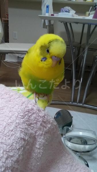 迷い鳥の写真
